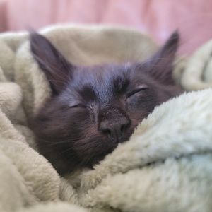 Meet your Posher, Lili